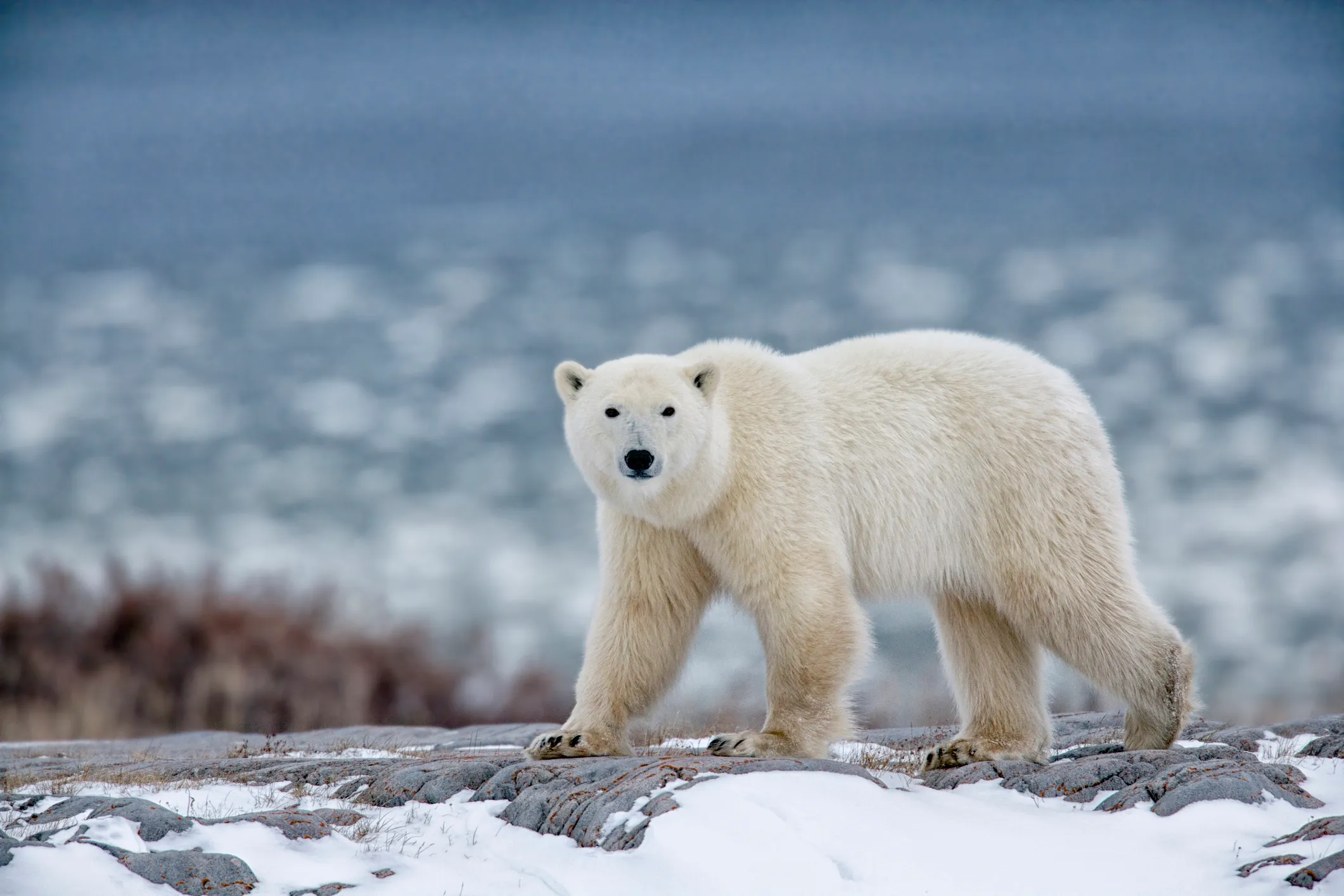 خرس قطبی در حال قدم زدن در میان برف ها