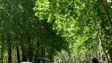 جریمه ۱۷۰ میلیارد تومانی برای خشکاندن درختان ولیعصر 5 جریمه ۱۷۰ میلیارد تومانی برای خشکاندن درختان ولیعصر