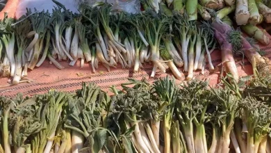 کما؛ گیاهی با خواص دارویی، صنعتی و کاربردهای گسترده 1 کما؛ گیاهی با خواص دارویی، صنعتی و کاربردهای گسترده