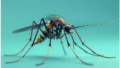 پشه آئدس دوباره به اوج رسیده است! ضرورت مراقبت برای شهروندان