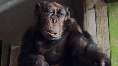 مرگ تلخ پرویز، کهنسالترین شامپانزه ایران؛ نتیجه سالها نگهداری نامناسب 5 مرگ تلخ پرویز، کهنسالترین شامپانزه ایران؛ نتیجه سالها نگهداری نامناسب