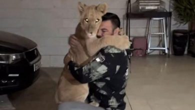 قهرمان بوکس، متخلف محیط زیست؛ نگهداری غیرقانونی شیر، پرونده علیاکبری را سنگینتر کرد 4 قهرمان بوکس، متخلف محیط زیست؛ نگهداری غیرقانونی شیر، پرونده علیاکبری را سنگینتر کرد