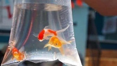 هشدار محیط زیست در مورد رهاسازی ماهیان قرمز در آبهای آزاد 8 هشدار محیط زیست در مورد رهاسازی ماهیان قرمز در آبهای آزاد