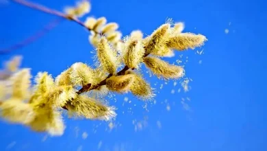 ۸ تأثیر مثبت و منفی فصل بهار بر بدن و ذهن شما 6 ۸ تأثیر مثبت و منفی فصل بهار بر بدن و ذهن شما