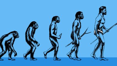 کشف جدید دانشمندان: انسان‌های مدرن از دو شاخه جداگانه تکامل یافته‌اند