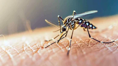 هشدار: شیوع تب دنگی در ایران؛ بیش از ۱۱۰۰ مبتلا شناسایی شدند 6 هشدار: شیوع تب دنگی در ایران؛ بیش از ۱۱۰۰ مبتلا شناسایی شدند