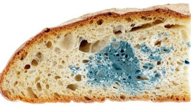خوردن نان کپک زده چه عوارضی ممکن است داشته باشد؟ 4 خوردن نان کپک زده چه عوارضی ممکن است داشته باشد؟