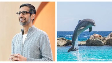هوش مصنوعی گوگل صدای دلفینها را رمزگشایی میکند 5 هوش مصنوعی گوگل صدای دلفینها را رمزگشایی میکند