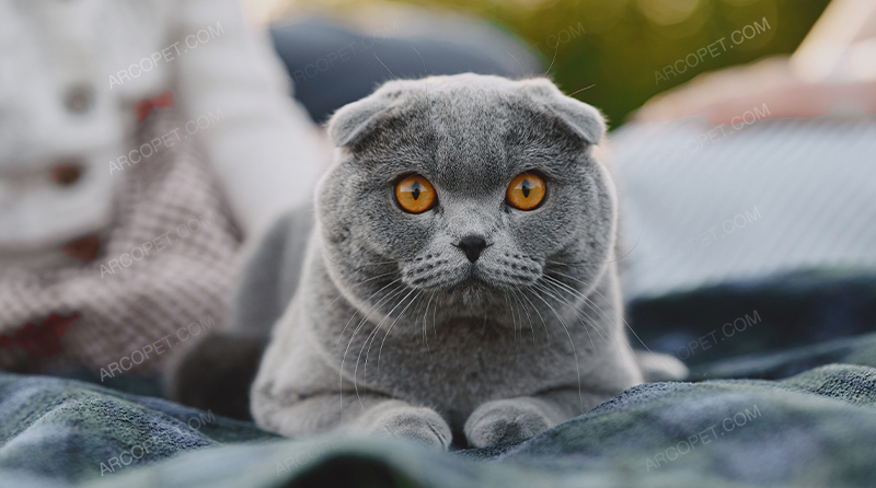 اگر میخواهید گربه خانگی داشته باشید از این 5 نژاد غافل نشوید +عکس و معرفی 5 اگر میخواهید گربه خانگی داشته باشید از این 5 نژاد غافل نشوید +عکس و معرفی