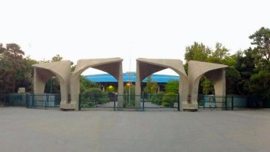 قاب‌هایی از گربه‌های بامزه دانشگاه تهران؛ «بروبچ دانشگاه تهران» فضای مجازی را منفجر کرد!