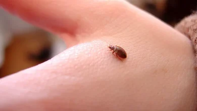 جهش ژنتیکی در ساس‌ها؛ حشره‌کش‌ روی آن‌ها اثر ندارند!