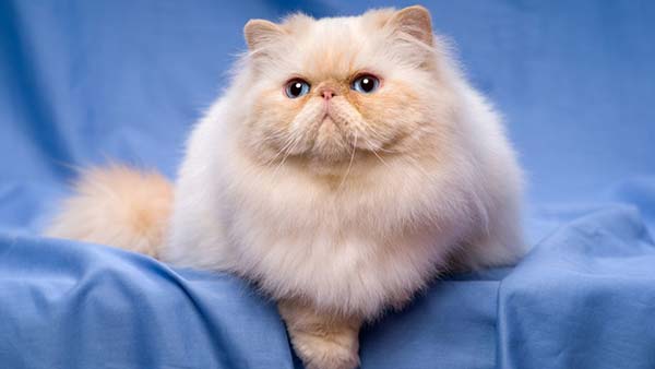 اگر میخواهید گربه خانگی داشته باشید از این 5 نژاد غافل نشوید +عکس و معرفی 2 اگر میخواهید گربه خانگی داشته باشید از این 5 نژاد غافل نشوید +عکس و معرفی