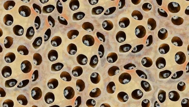 چرا از سوراخ‌های ریز متنفریم؟ رمزگشایی واکنش مغز به تریپوفوبیا