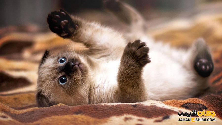 اگر میخواهید گربه خانگی داشته باشید از این 5 نژاد غافل نشوید +عکس و معرفی 6 اگر میخواهید گربه خانگی داشته باشید از این 5 نژاد غافل نشوید +عکس و معرفی