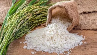 افزایش 70 درصدی قیمت برنج ایرانی در یکسال