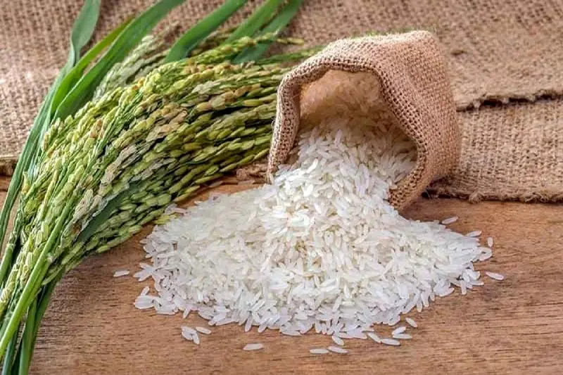 نیاز واقعی بازار برنج