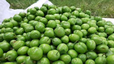 گوجه سبز
