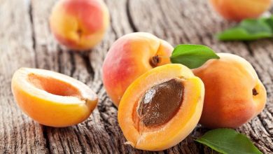 هسته این میوه تابستانه از خودش پرخاصیتتر است 9 هسته این میوه تابستانه از خودش پرخاصیتتر است