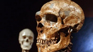 چهره نئاندرتال ۷۰ هزار سالهای که بازسازی شد + عکس 3 چهره نئاندرتال ۷۰ هزار سالهای که بازسازی شد + عکس