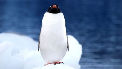 کشف علمی عجیب: مدفوع پنگوئنها دمای جنوبگان را کاهش میدهد! 4 کشف علمی عجیب: مدفوع پنگوئنها دمای جنوبگان را کاهش میدهد!