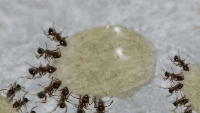 با این روش خانگی برای همیشه از شر مورچهها خلاص شوید+ فیلم 4 با این روش خانگی برای همیشه از شر مورچهها خلاص شوید