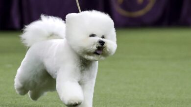 اگر قصد نگهداری سگ خانگی دارید، این 5 نژاد برای شما بهتر است +عکس و معرفی