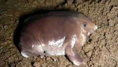 با این گونه جدید اما عجیب قورباغه آشنا شوید 4 با این گونه جدید اما عجیب قورباغه آشنا شوید