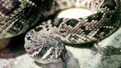 نقشه شرورانه برای قتل جوان با سم مار 3 نقشه شرورانه برای قتل جوان با سم مار