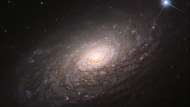 تصویری کمنظیر از «کهکشان آفتابگردان» از حیاط خانه یک عکاس کانادایی 10 تصویری کمنظیر از «کهکشان آفتابگردان» از حیاط خانه یک عکاس کانادایی