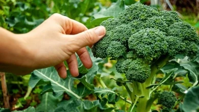 کلم بروکلی؛ دشمن طبیعی سرطان و پیری سلولی
