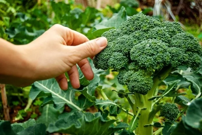 کلم بروکلی؛ دشمن طبیعی سرطان و پیری سلولی 1 کلم بروکلی؛ دشمن طبیعی سرطان و پیری سلولی