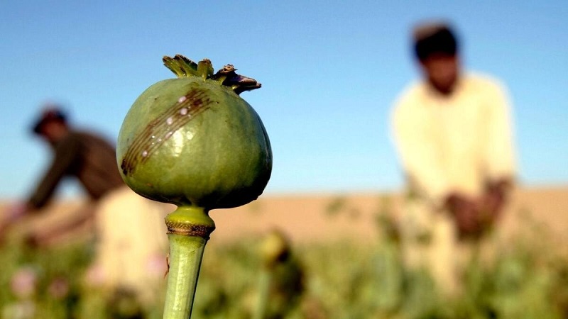 بررسی ایده جنجالی یک نماینده مجلس برای آزادسازی کشت تریاک در ایران 2 ایده جنجالی یک نماینده مجلس برای آزادسازی کشت تریاک در ایران