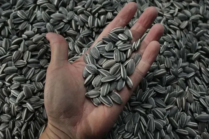 ورود تخمه به این استادیوم ممنوع شد! 1 ورود تخمه به این استادیوم ممنوع شد!