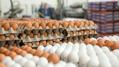 قیمت جدید تخم مرغ اعلام شد
