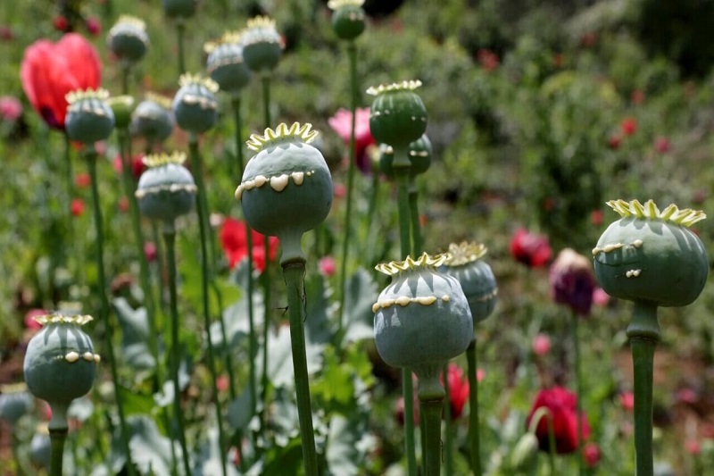 کشت خشخاش به صورت قانونی چه زمانی اجرایی میشود؟ 2 کشت خشخاش به صورت قانونی چه زمانی اجرایی میشود؟