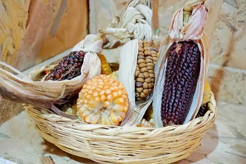 با خواص باورنکردنی ذرت آشنا شوید 3 ذرت در رژیم غذایی روزانه؛ ساده، در دسترس و مفید