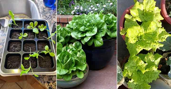 چطور کاهو را در گلدان خانگی بکاریم؟ 2 چطور کاهو را در گلدان خانگی بکاریم؟