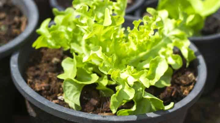 چطور کاهو را در گلدان خانگی بکاریم؟ 3 چطور کاهو را در گلدان خانگی بکاریم؟