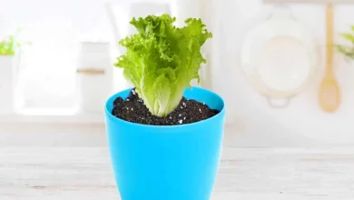 چطور کاهو را در گلدان خانگی بکاریم؟ 2 چطور کاهو را در گلدان خانگی بکاریم؟