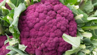 گل کلم بنفش: بمب آنتیاکسیدانی با خواص ضدسرطانی 6 با خوردن سبزیهای مغذی ارمغانآور سلامت باشید