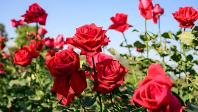 راز زیبایی گل رز فاش شد: چگونه ریاضیات شکل گلبرگ‌ها را تعیین می‌کند؟