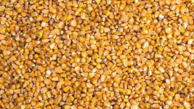 ذرت؛ غلهای مغذی برای قلب، مغز و دستگاه گوارش 7 ذرت؛ غلهای مغذی برای قلب، مغز و دستگاه گوارش