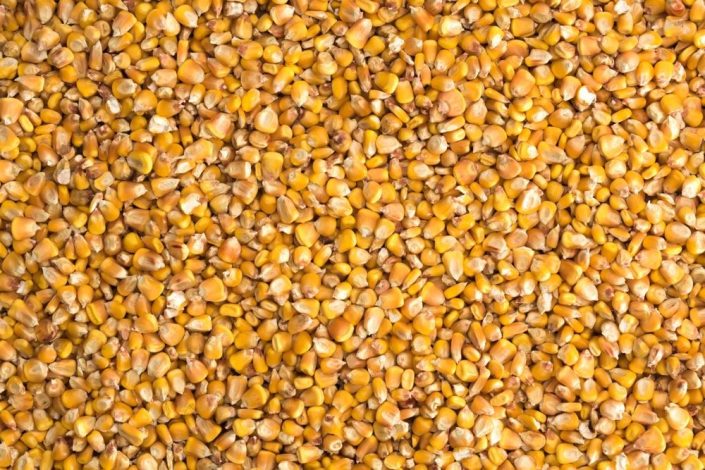 ذرت؛ غلهای مغذی برای قلب، مغز و دستگاه گوارش 1 ذرت؛ غلهای مغذی برای قلب، مغز و دستگاه گوارش