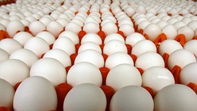افزایش شدید قیمت تخم مرغ در بازار