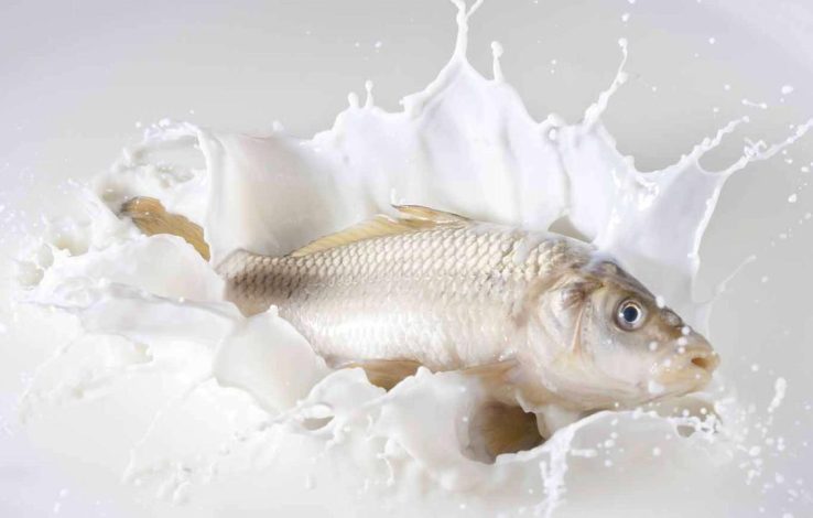 ممنوعههای غذایی در طب ایرانی؛ از ماهی و ماست تا لبنیات و ترشی 1 ممنوعههای غذایی در طب ایرانی؛ از ماهی و ماست تا لبنیات و ترشی