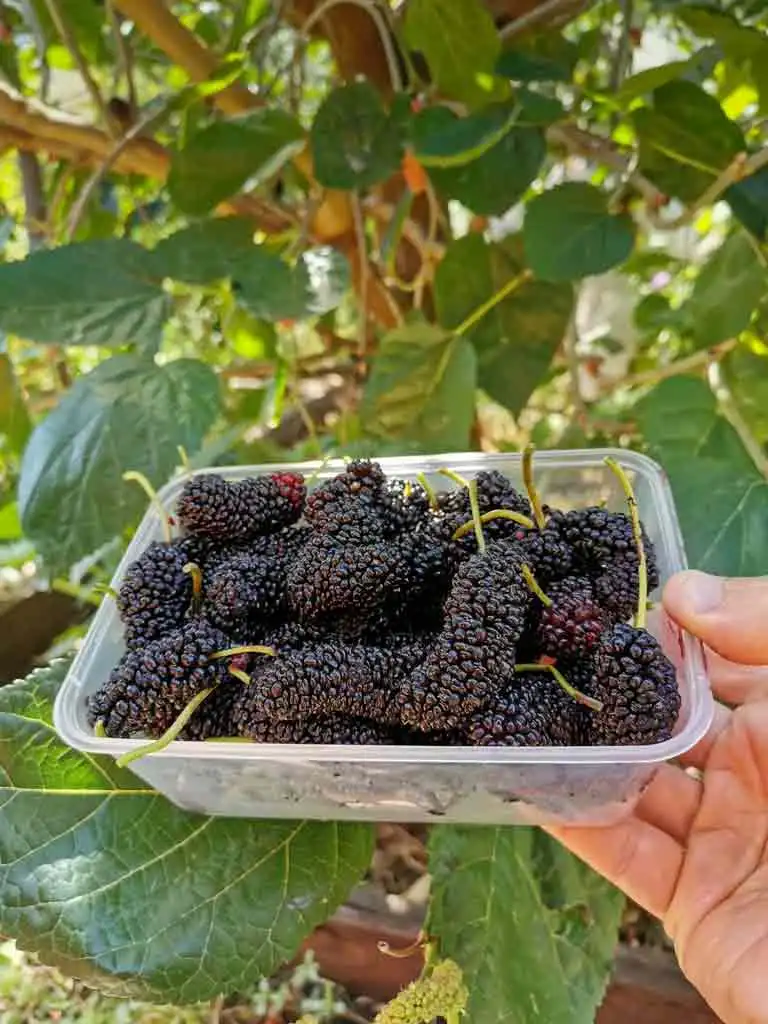 با شاه توت به جنگ سرطان بروید