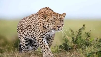 اولین عکس از پلنگ به‌تازگی شناسایی‌شده در دماوند گرفته شد
