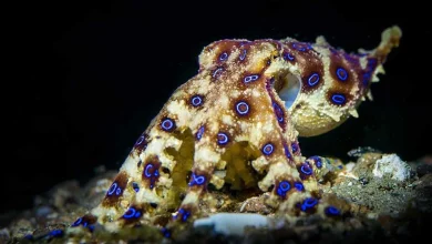 این اختاپوس سمی ۱۲۰۰ برابر قویتر از سیانور میسازد 4 این اختاپوس سمی ۱۲۰۰ برابر قویتر از سیانور میسازد