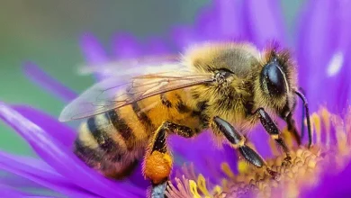 زنبورها چه گل‌هایی را دوست دارند؟