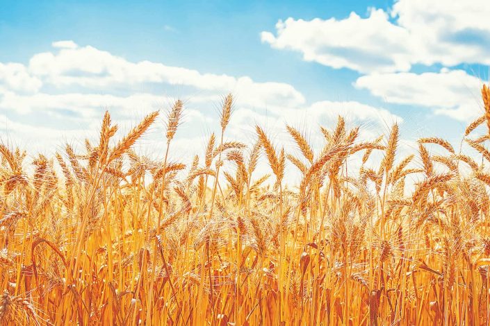 قیمت جدید گندم